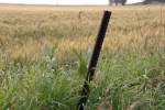 Rural, leaning fence post&nbsp;1