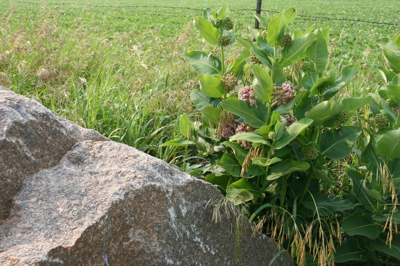 Monarch attracting milkweed grows next to a soybean field.