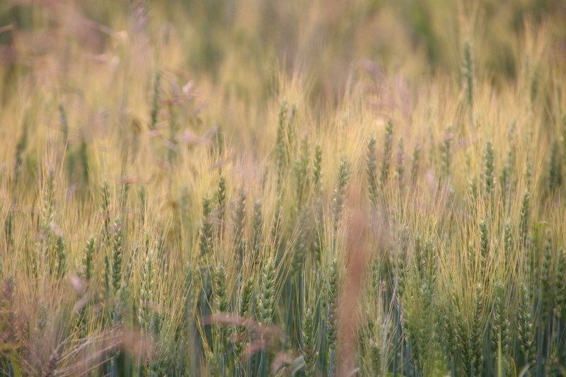 Wheat in the field just across the fence line.