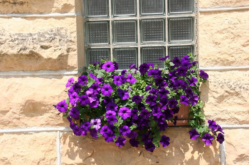 Petunias spill from a windowbox at the front of the school.