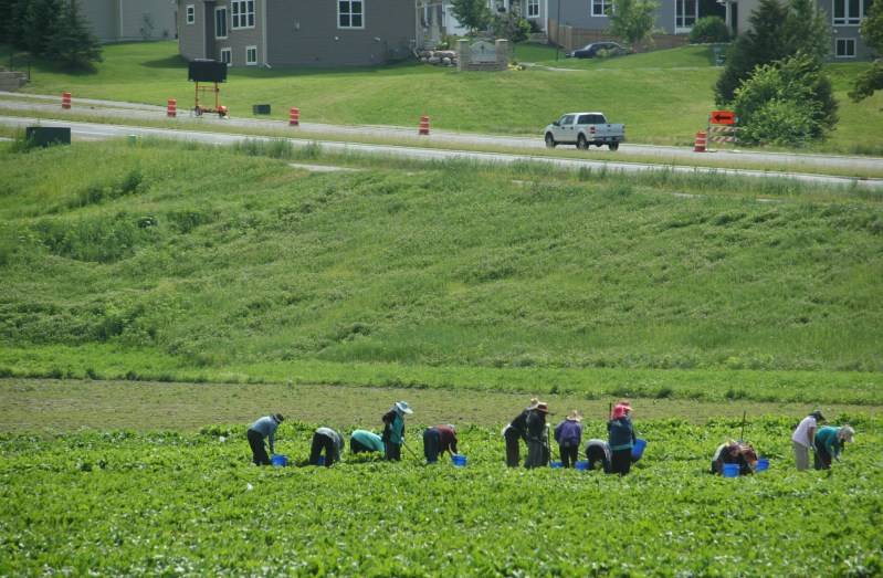 Working the fields in Shakopee 2