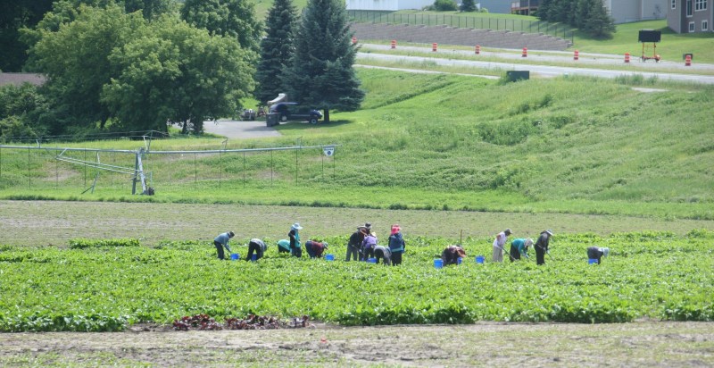 Working the fields, Shakopee 1