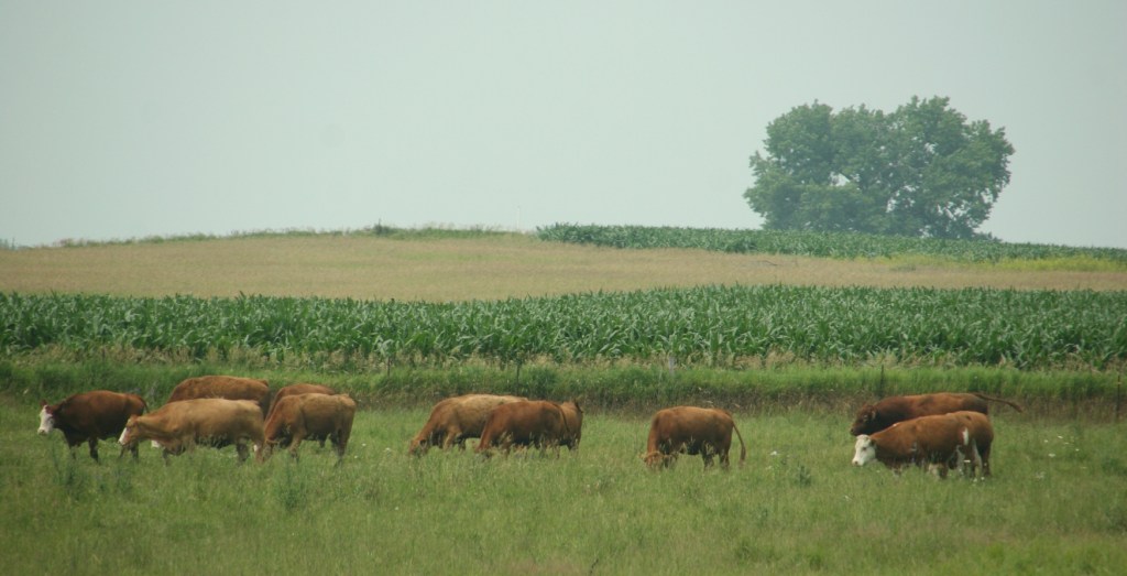 Cattle graze in a pasture along U.S. Highway 14.