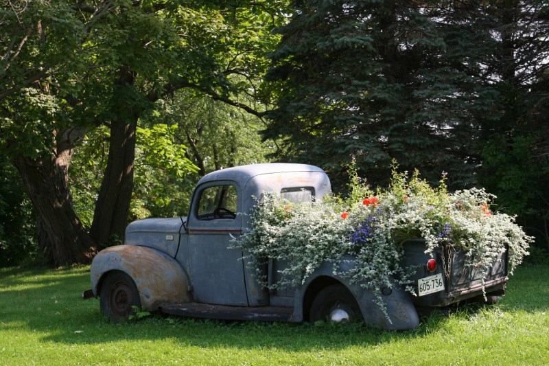 Flowers are past their prime, but still lovely, in this vintage Ford pick-up truck parked on the Fossum farm along Rice County Road 28 east of Northfield.
