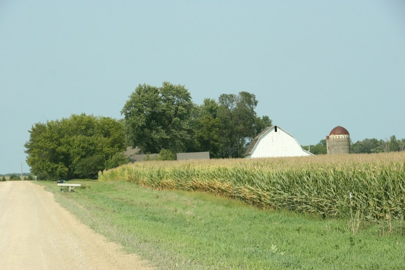On the edges of fields, corn leaves are drying.