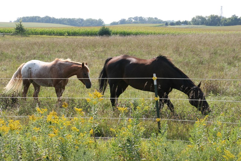 Beautiful horses and beautiful goldenrod somewhere east of Northfield.