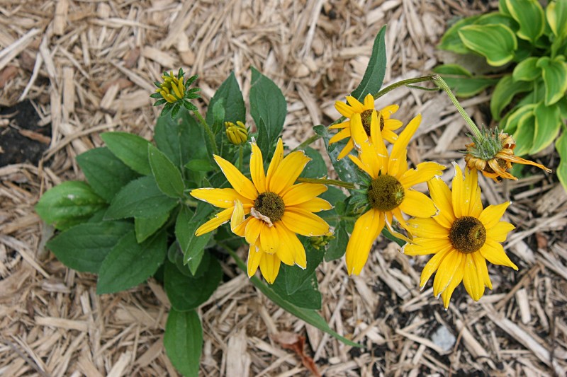 A splash of flowers in the garden.