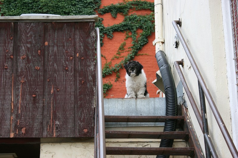 A dog waits on stairs overlooking the garden.