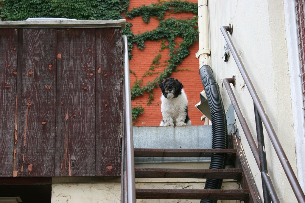 A dog waits on stairs overlooking the garden.