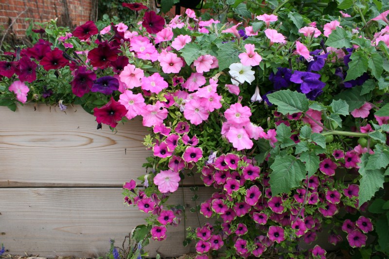 Flowers spill from a raised bed in the Second Street Garden.