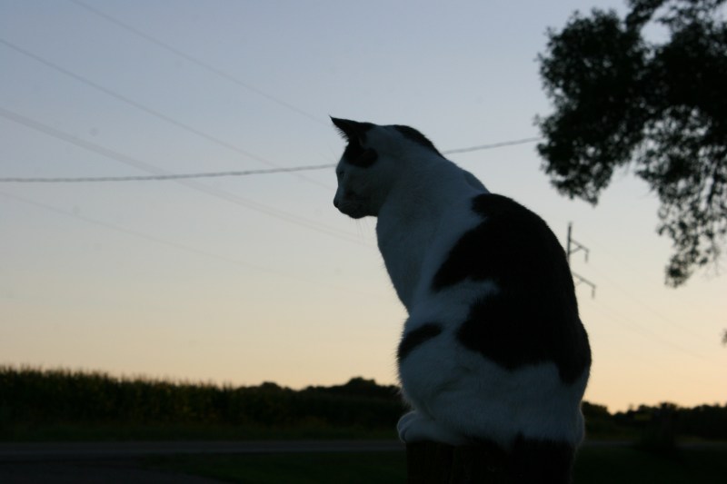 Garden, Gretchen the cat at sunset 1
