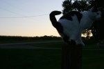 Garden, Gretchen the cat at sunset&nbsp;3