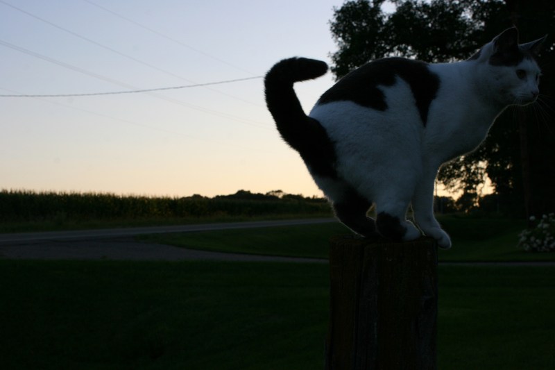 Garden, Gretchen the cat at sunset 3