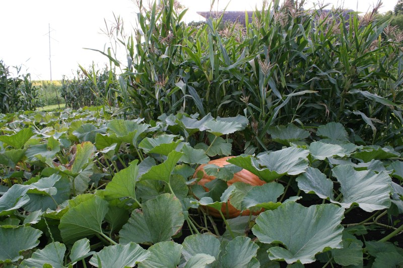 The sprawling garden includes pumpkins and popcorn.