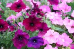 Garden, petunia close-up