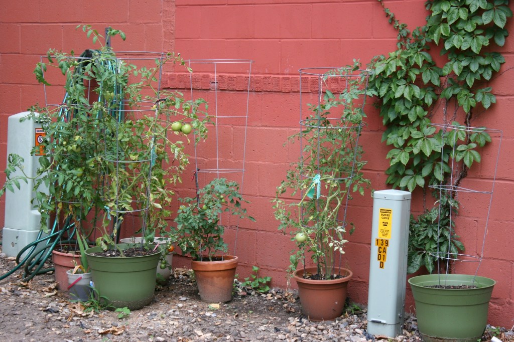 Potted tomatoes will eventually be planted in yet to be built raised beds.