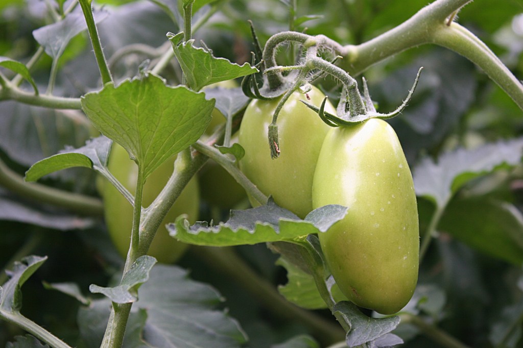 Veggies to give away.