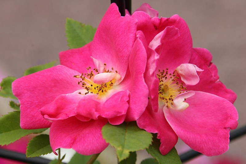 These roses, which remind me of the wild roses that grew in road ditches when I was growing up, were nearly done blossoming.
