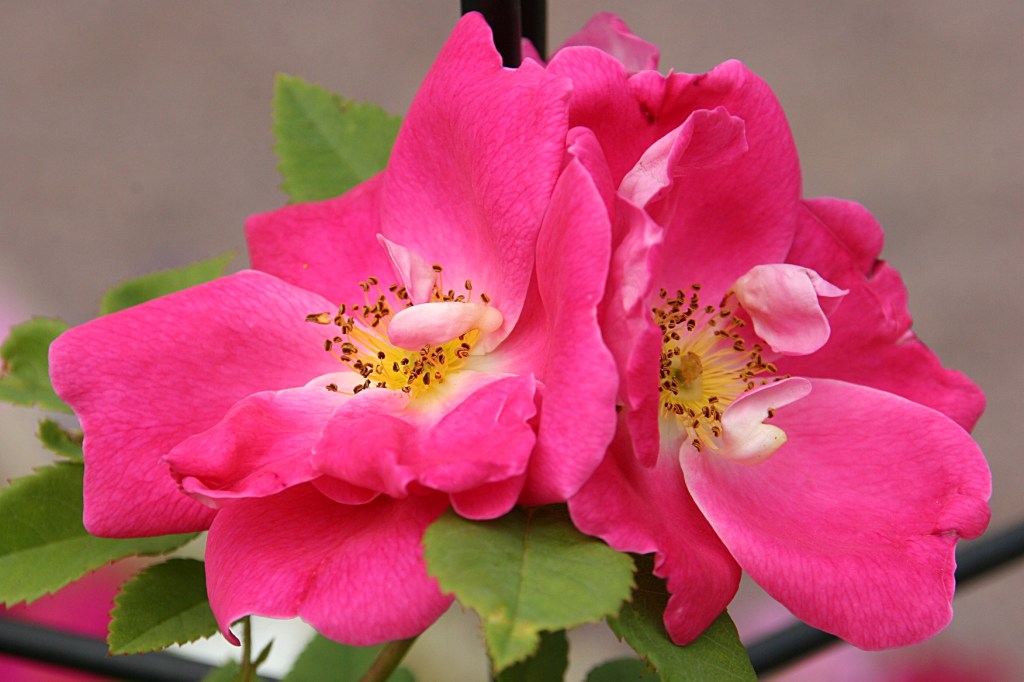 These roses, which remind me of the wild roses that grew in road ditches when I was growing up, were nearly done blossoming.