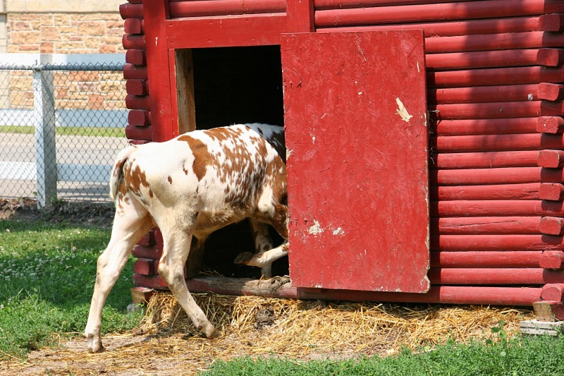 The farm features Ayrshire cattle like this one seeking shelter in the heat of a summer afternoon.