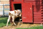 Sibley Farm, calf entering&nbsp;building