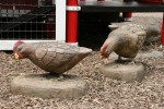 Sibley Farm, chickens