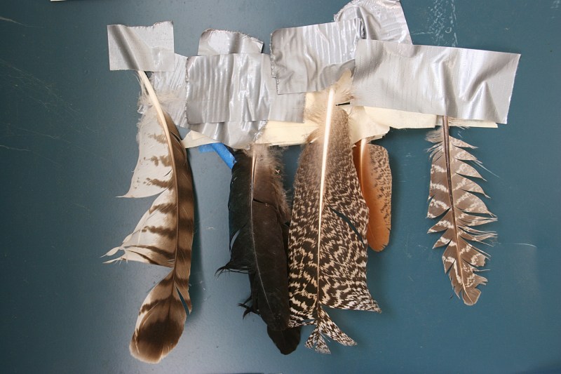 Found feathers displayed in the barn.