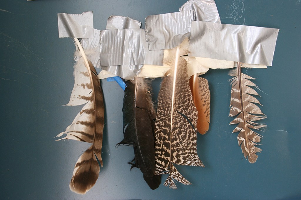 Found feathers displayed in the barn.