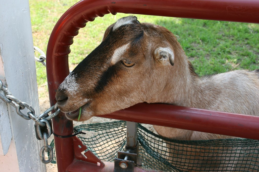 When I got to the pygmy goats, a young boy was feeding them grass.