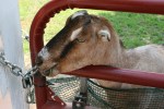Sibley Farm, goat&nbsp;close-up
