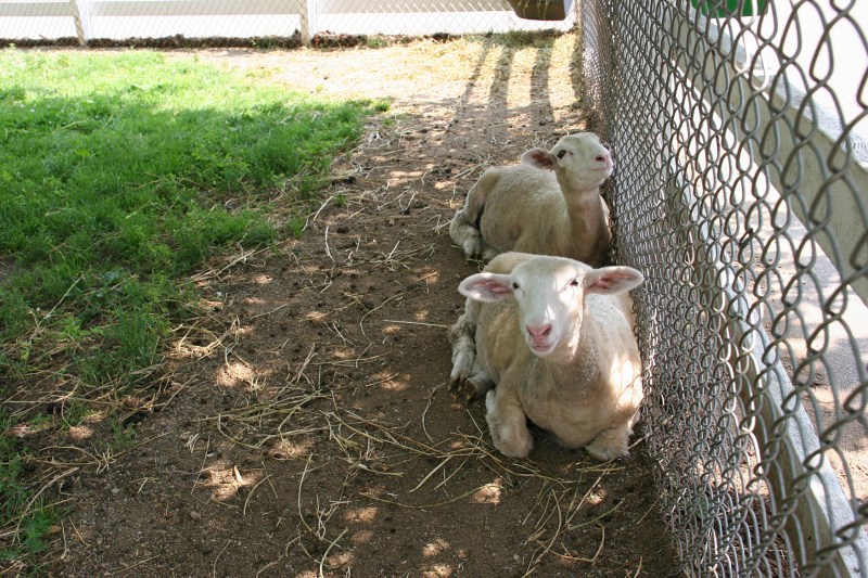 Friendly sheep are a favorite.