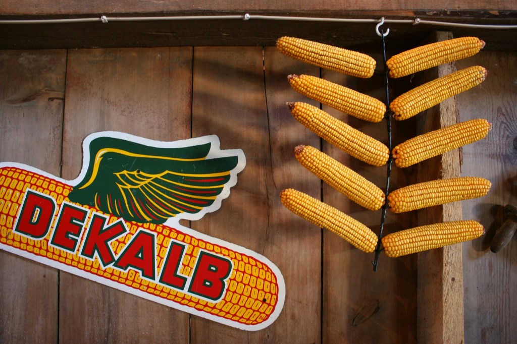 Barn dance, 24 Dekalb sign & corn