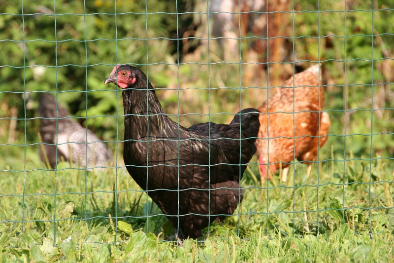 Chickens, black chicken