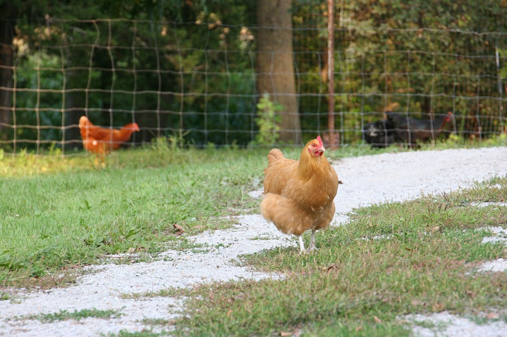 Chickens, buff colored chicken