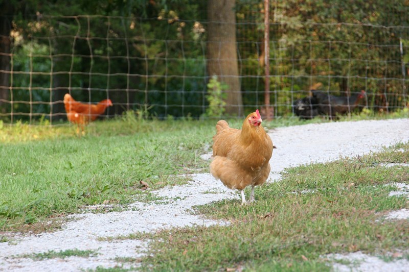 Chickens, buff colored chicken