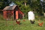 Chickens, coop