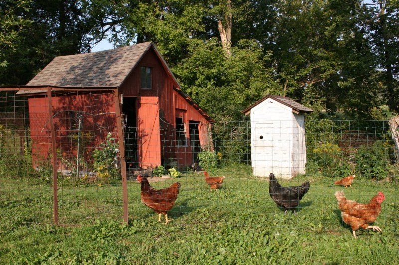 Chickens, coop