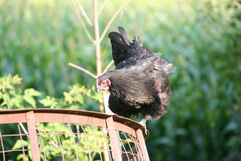 Chickens, flying chicken
