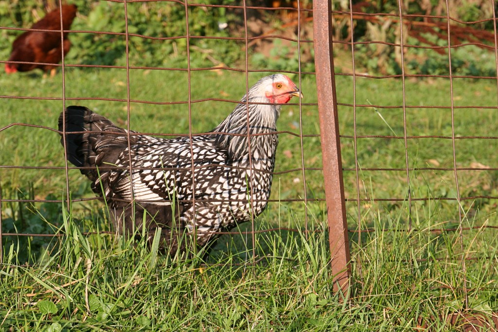 Chickens, patterned chicken