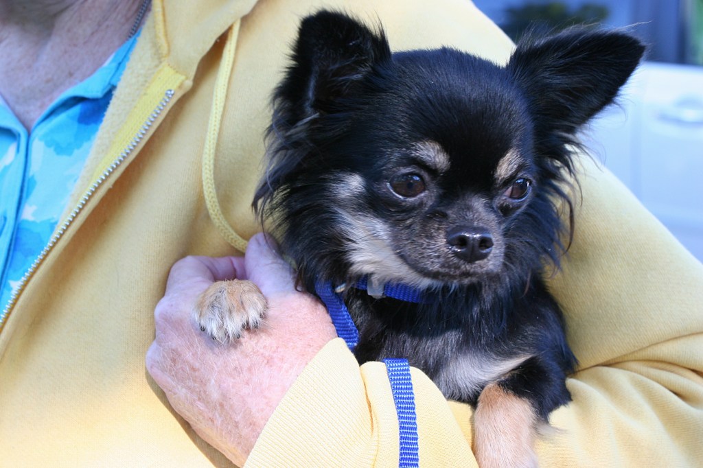 A vendor cradles a dog.