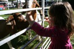 Market, feeding goats