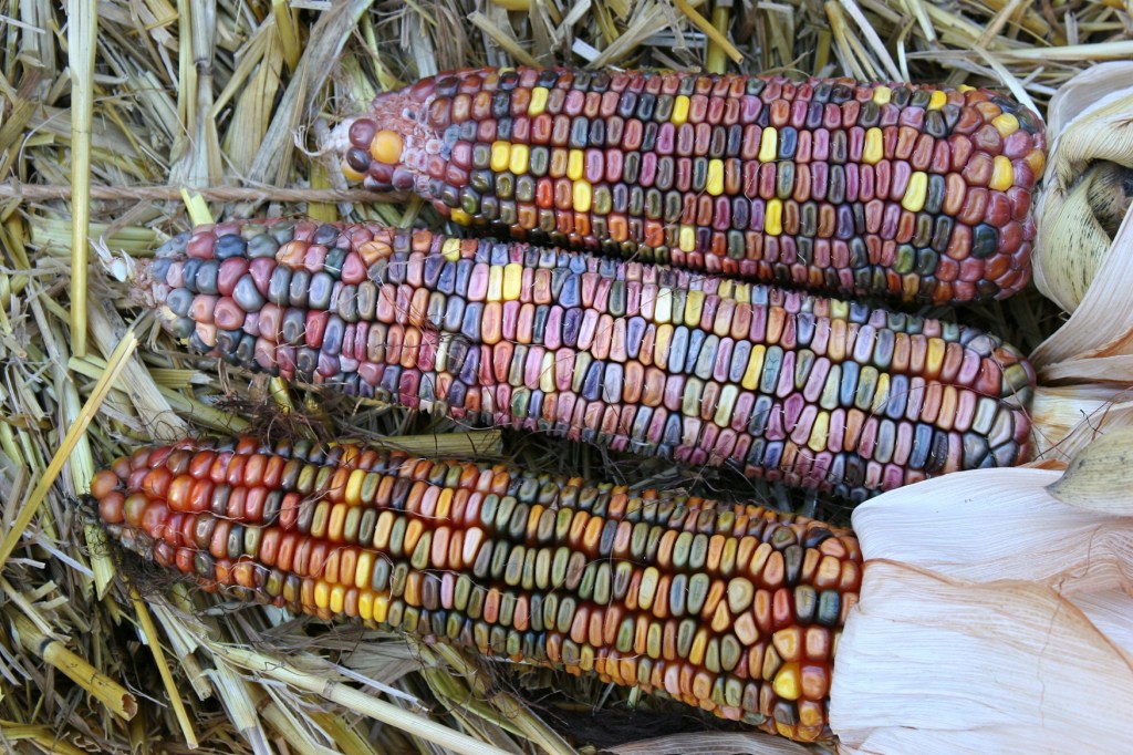 Ears of colorful Indian corn are beginning to show up in vendors' offerings.