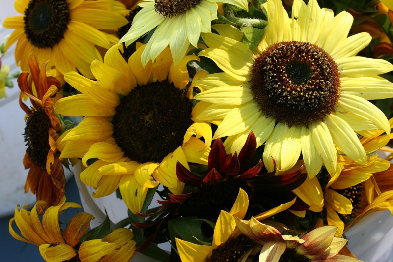 Sunshine drenched sunflowers Saturday morning at the Faribault Farmers' Market.