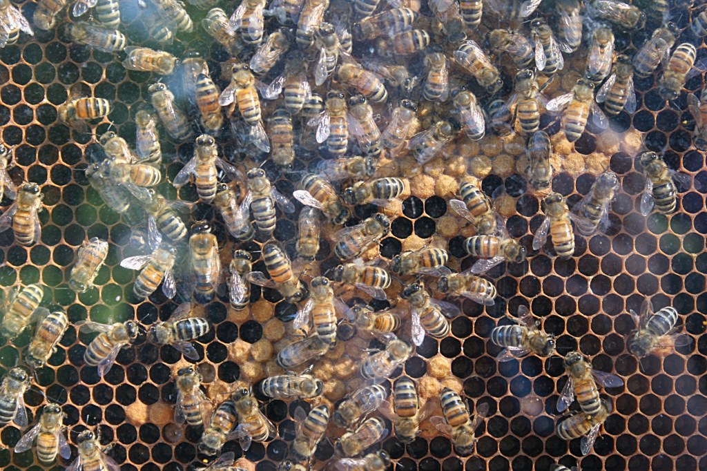 Attendees could learn about bees.