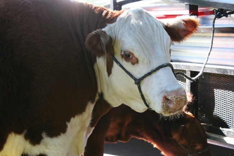 ...but were more cautious around the cattle.