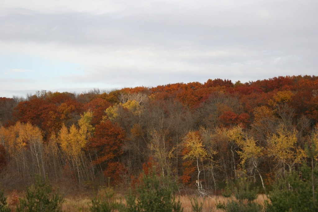 In the final days of October, my camera landed on this stunningly beautiful treeline near Shieldsville.