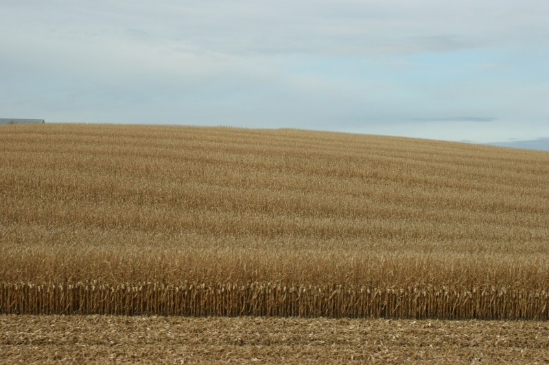 Nearing the end of October, some corn remained to be harvested.