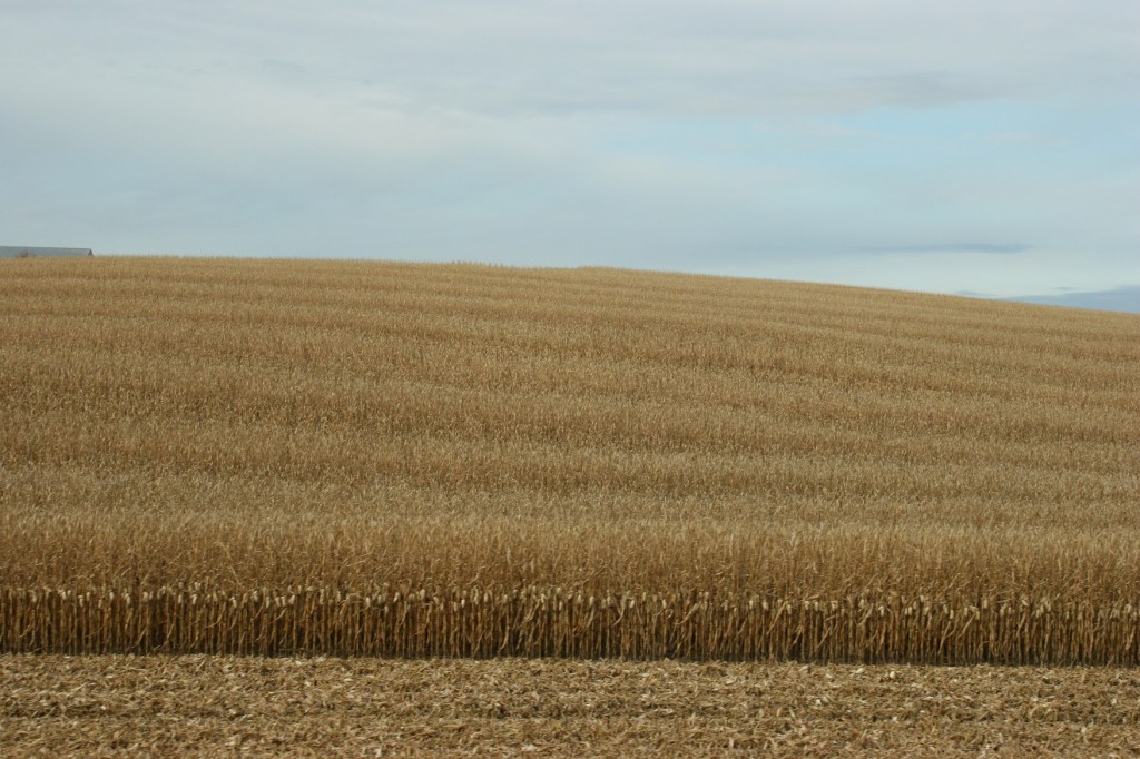 Nearing the end of October, some corn remained to be harvested.