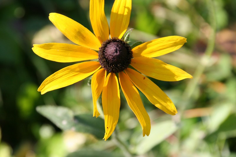 A black-eyed susan adds a jolt of color to a road ditch at River Bend Nature Center.