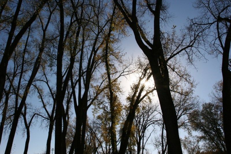The sun blazes through cottonwoods in Tee Pee Tonka Park.